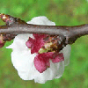 fleur de dos