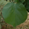 feuille