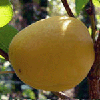 fruit mr