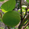 fruit