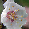 fleur