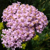 fleurs roses
