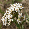 fleurs
