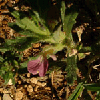 fleur de ct